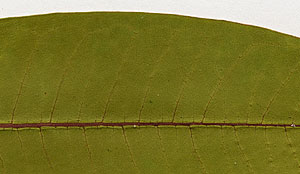 Healthy milkweed leaf