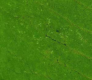 Aphid damage on milkweed leaf