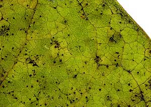 Black circularlesions on milkweed leaf