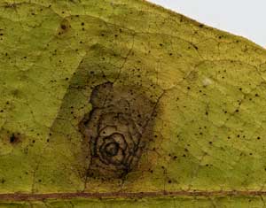 Blight Injury on Milkweed Leaf