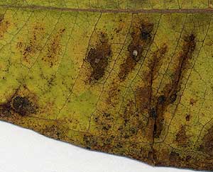 Heat stress on milkweed leaf
