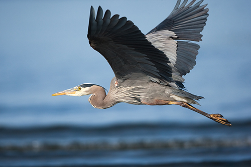 The Majestic Great Blue Heron Eek Wisconsin