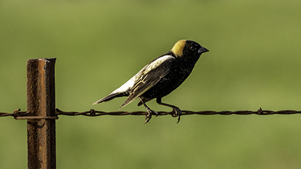 Bobolink Bobolink