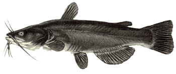 Bullhead Bullhead