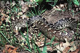 Gophersnake Gophersnake
