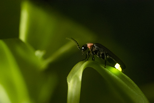 Insect firefly