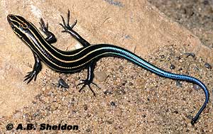 Common Five-Lined Skink Common Five-Lined Skink