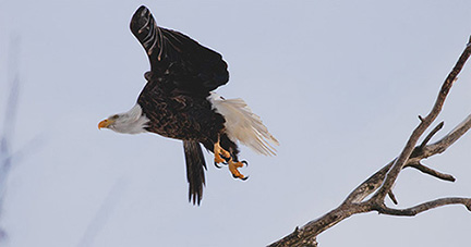 Águila calva americana | EEK Wisconsin