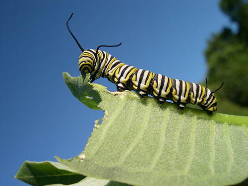 Monarch catapillar eating a leaf
