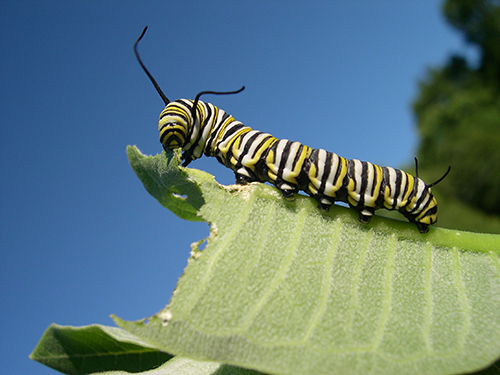 Monarch catapillar eating a leaf Monarch catapillar eating a leaf