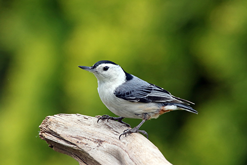 White-Breasted Nuthatch