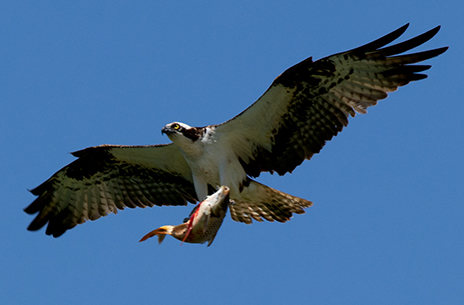 Ongeschikt matras Amazon Jungle Osprey | EEK Wisconsin