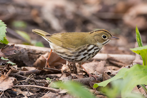 Ovenbird Ovenbird