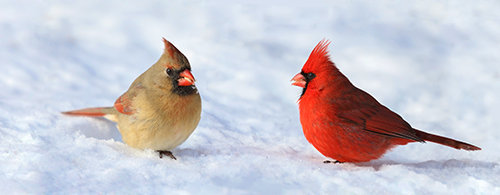 cardinals