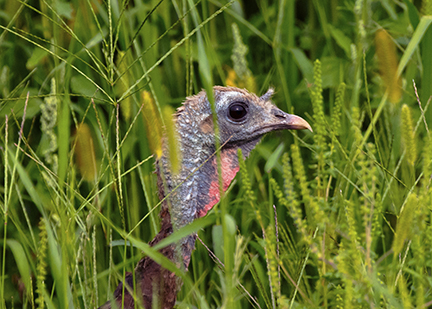 🦃 Gobbling Turkey Snood