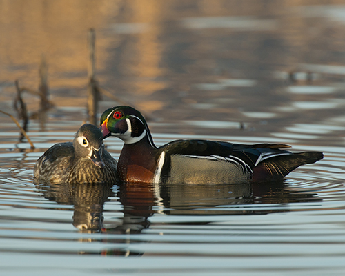 Wood Duck  EEK Wisconsin