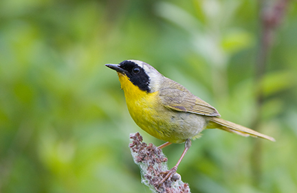 Common Yellowthroat Common Yellowthroat
