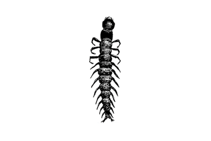 Alderfly nymph illustration Alderfly nymph illustration