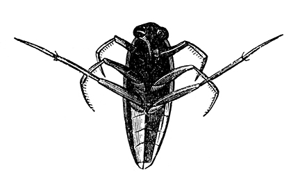 Backswimmer illustration Backswimmer illustration