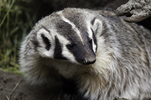 Do You Want to Be A Badger? | EEK Wisconsin Do You Want to Be A Badger? | EEK Wisconsin