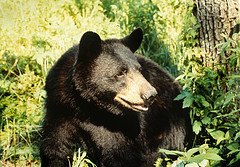 Black Bear | EEK Wisconsin