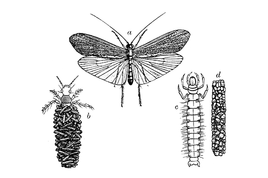 Caddisfly illustration Caddisfly illustration