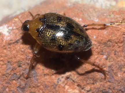 Crawling Water Beetle, Photo Credit: Robert Webster Crawling Water Beetle, Photo Credit: Robert Webster