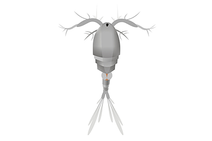 Cyclops or Copepod illustration Cyclops or Copepod illustration