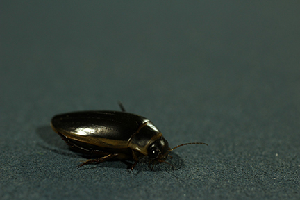 Predaceous Diving Beetle Predaceous Diving Beetle