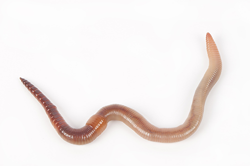 Earthworm Castles | EEK Wisconsin Earthworm Castles | EEK Wisconsin