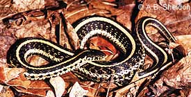 Plains Gartersnake Plains Gartersnake