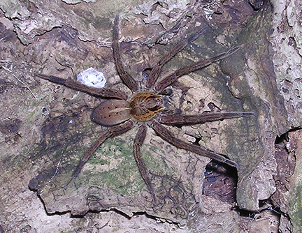 Fisher Spider, Photo Credit: Dave Houston\Department of Conservation Fisher Spider, Photo Credit: Dave Houston\Department of Conservation