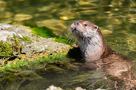 River Otter | EEK Wisconsin