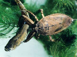 Insect