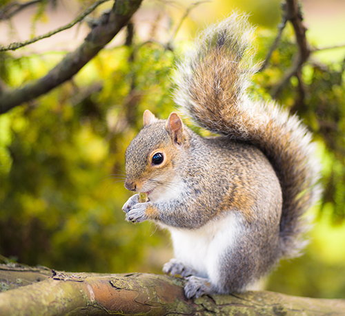 gray squirrel breeding