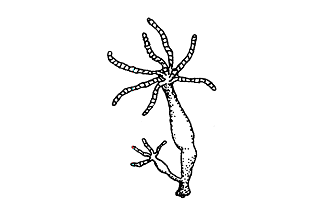 Hydra Hydra