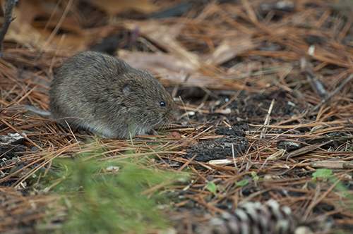 Southern Bog Lemming