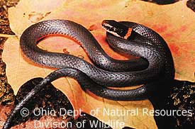 Northern Ring-necked Snake Northern Ring-necked Snake