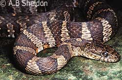 Common Watersnake Common Watersnake