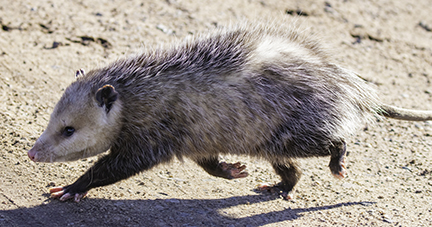 Playing Possum