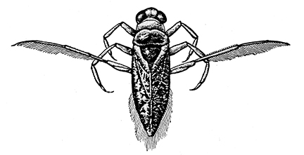 Water Boatman illustration Water Boatman illustration