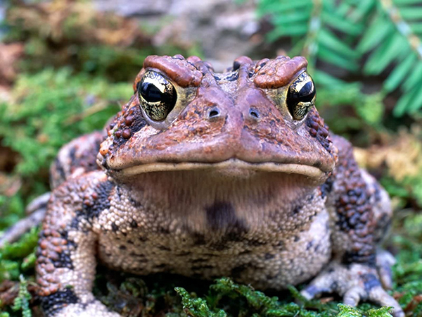 Know Your Frogs | EEK WI