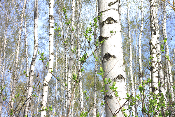 Paper Birch  EEK Wisconsin