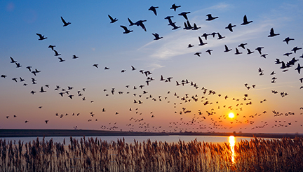 Birds migrating flying over water Birds migrating flying over water