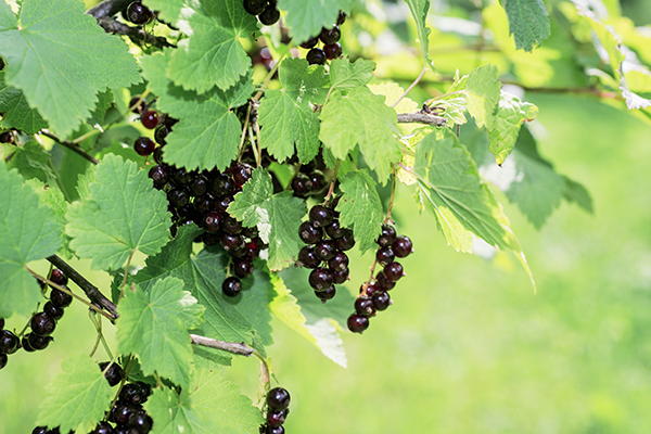 American Black Currant | EEK Wisconsin