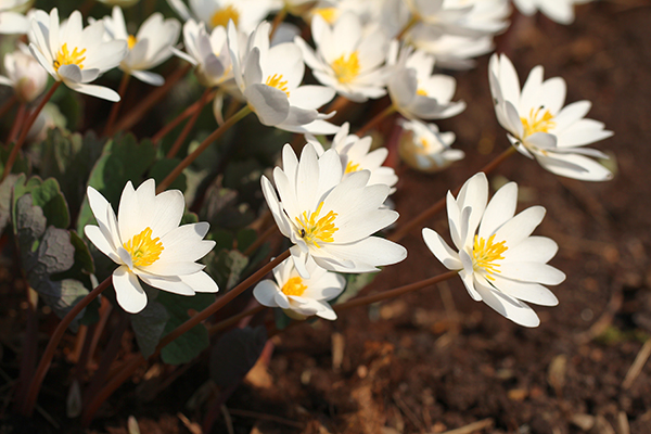 Blooming bloodroot