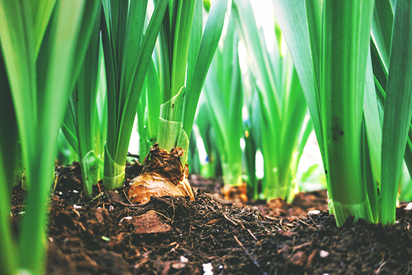 Vegetation growing in compost dirt