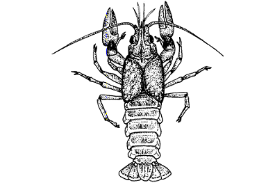 Crawfish illustration Crawfish illustration