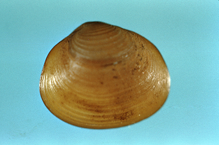 Fingernail Clam Fingernail Clam