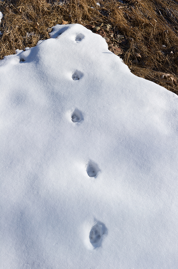 Follow that footprint, paw print, hoof print, track | EEK Wisconsin